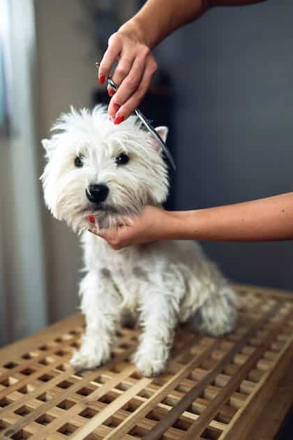 cutting-a-dog-with-scissors-grooming-hands-close (1)
